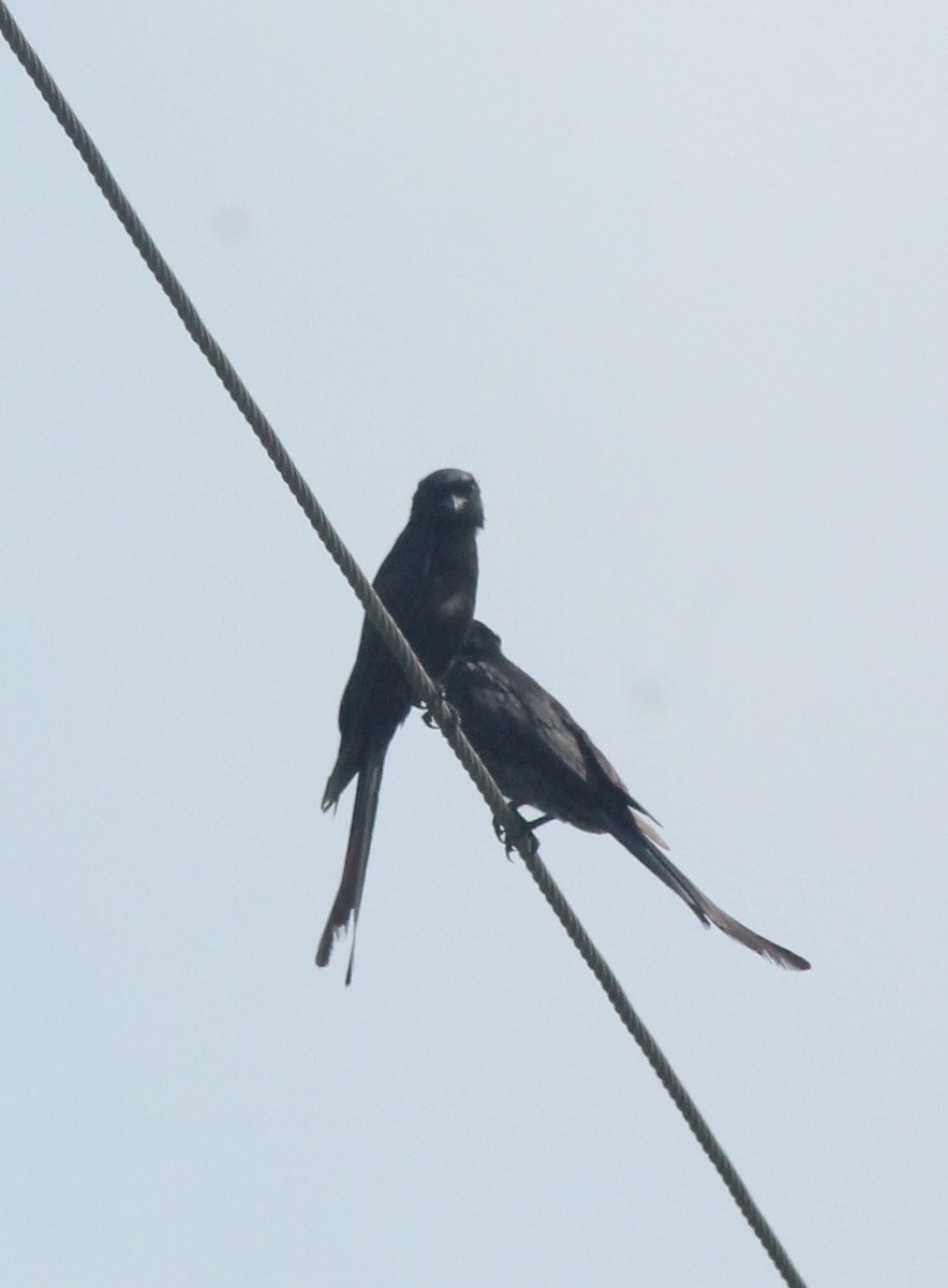 Black Drongo - ML620736046