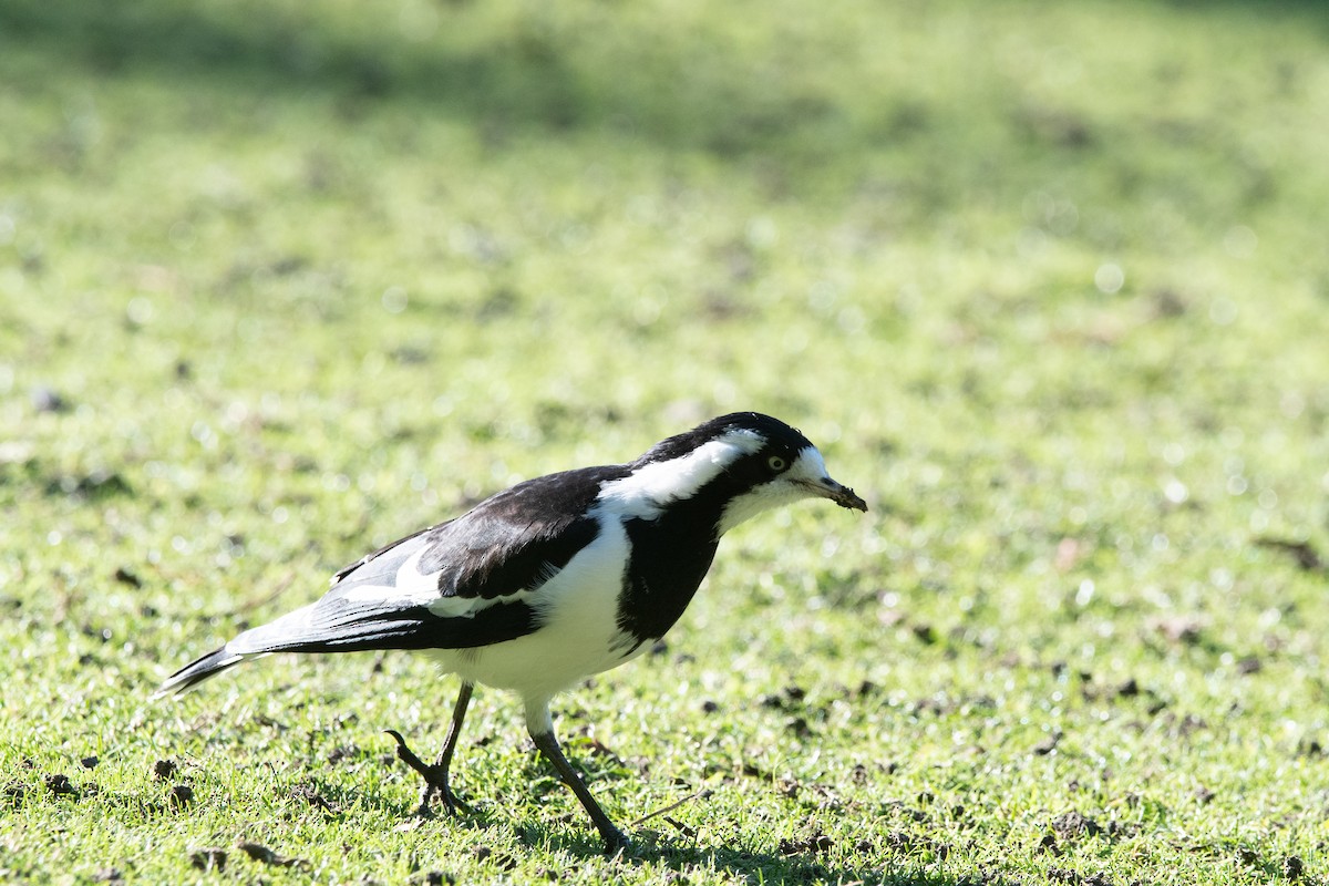 Magpie-lark - ML620736049