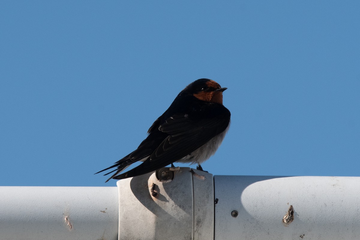 Golondrina Australiana - ML620736050