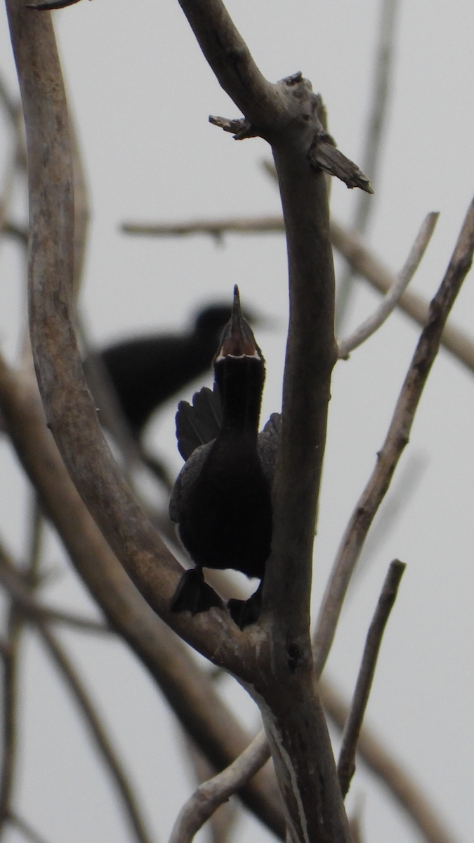 Cormorán Biguá - ML620736060