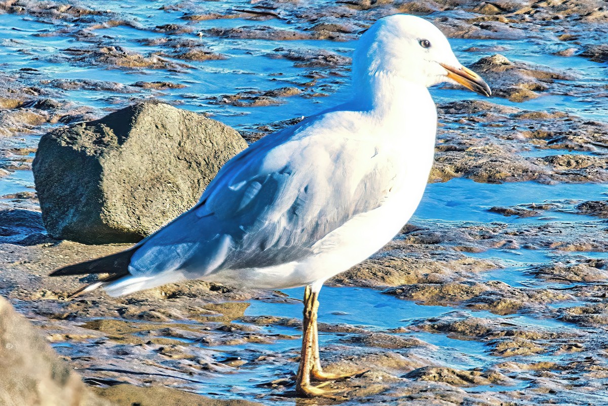 Silver Gull (Silver) - Alfons  Lawen