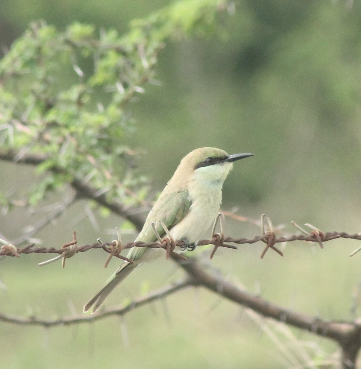 Asian Green Bee-eater - ML620736063