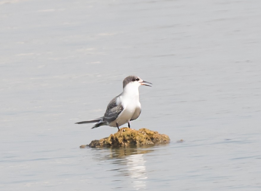 White-cheeked Tern - ML620736064