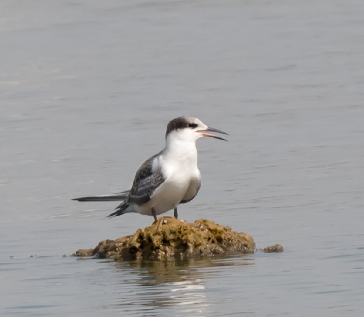 White-cheeked Tern - ML620736066