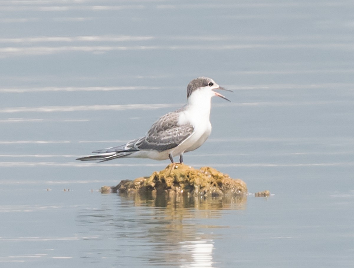 White-cheeked Tern - chandana roy