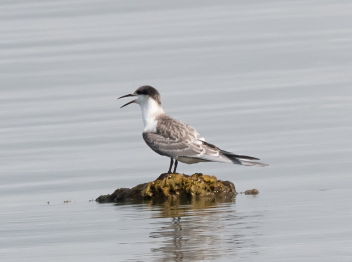 White-cheeked Tern - ML620736069