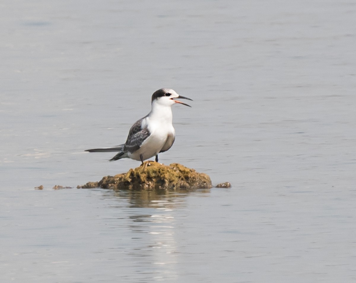 White-cheeked Tern - ML620736070