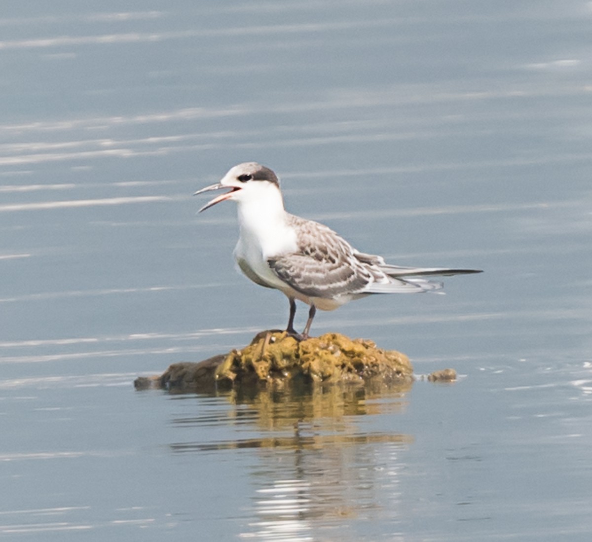 White-cheeked Tern - ML620736071