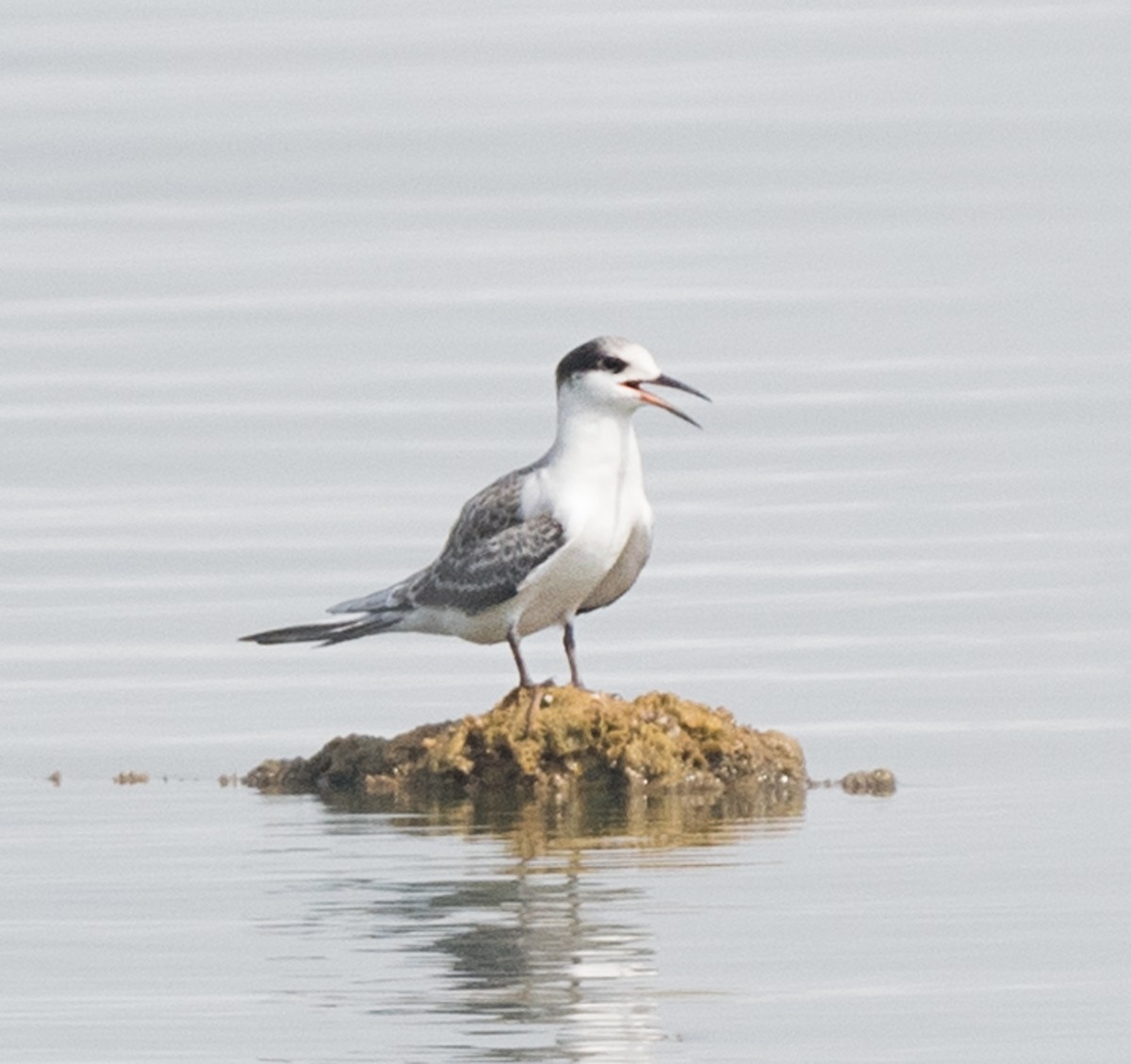 White-cheeked Tern - ML620736073