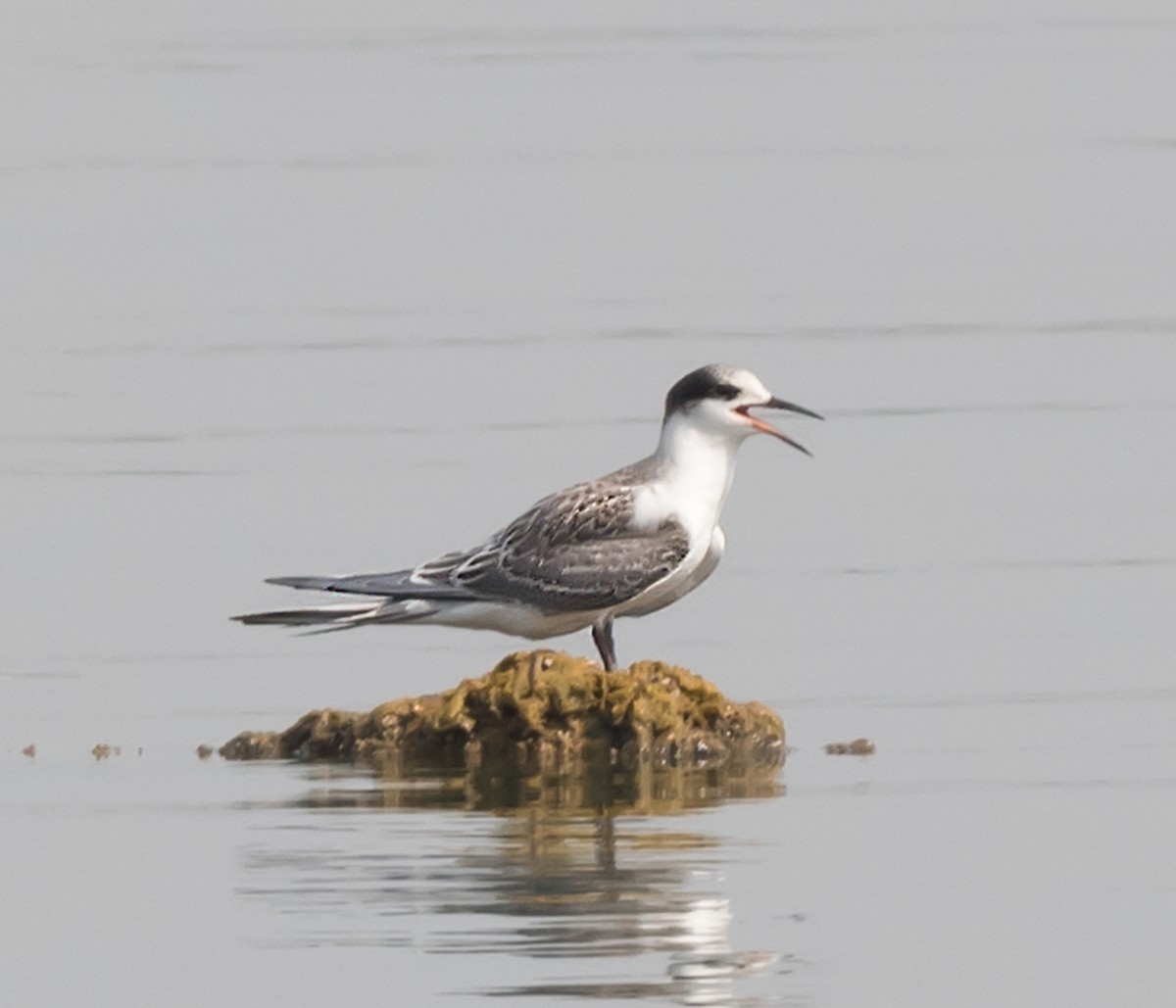 White-cheeked Tern - ML620736075