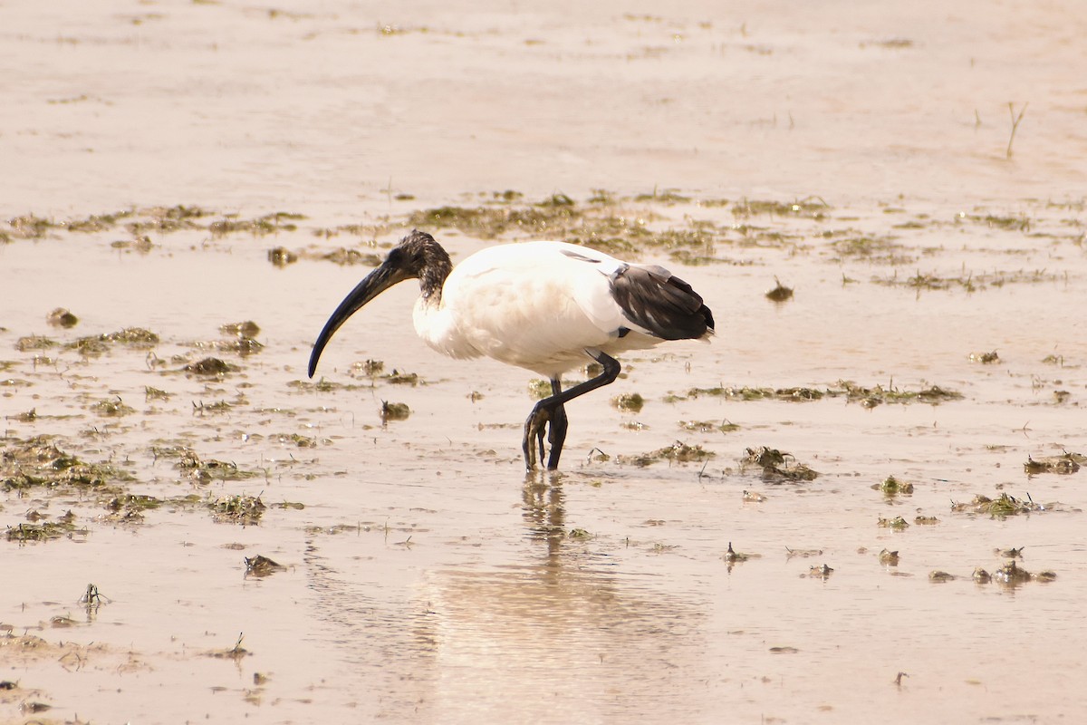 African Sacred Ibis - ML620736076