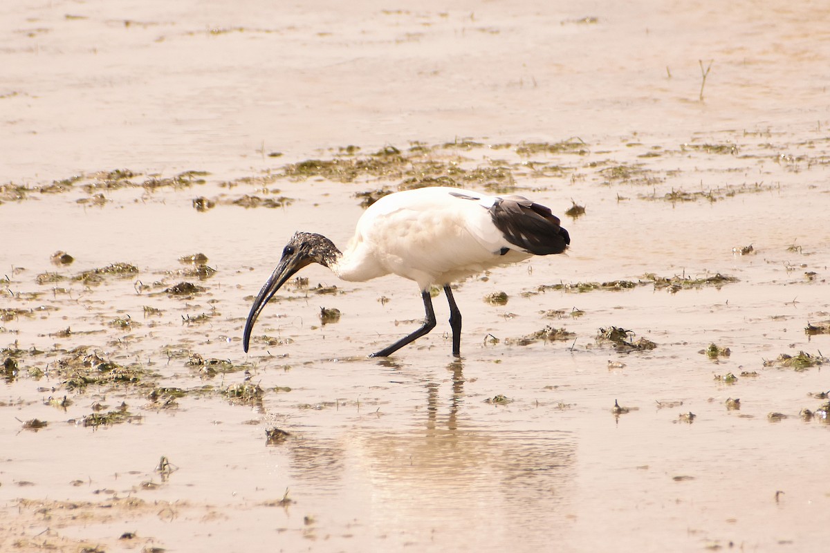 African Sacred Ibis - Aurora Varda