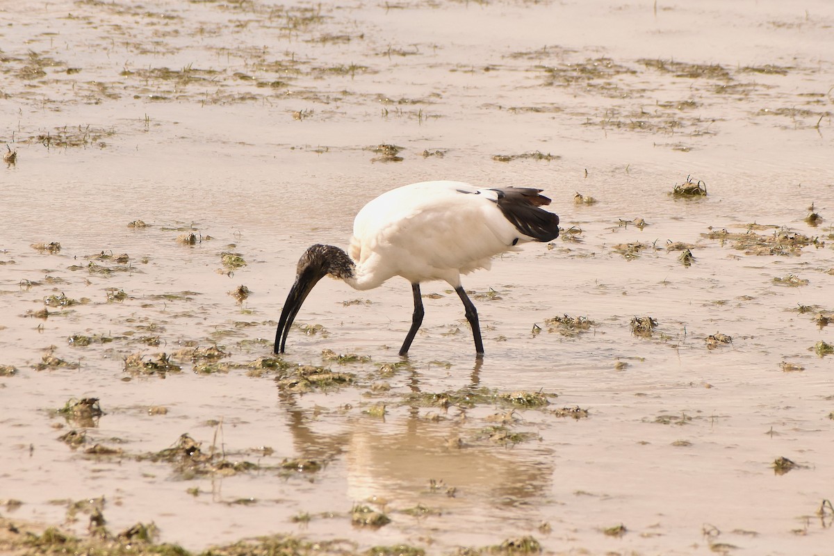 ibis posvátný - ML620736079