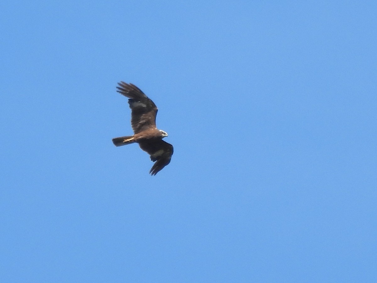 Western Marsh Harrier - ML620736080