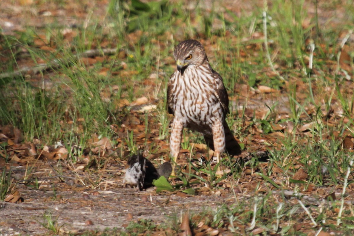 Cooper's Hawk - ML620736085