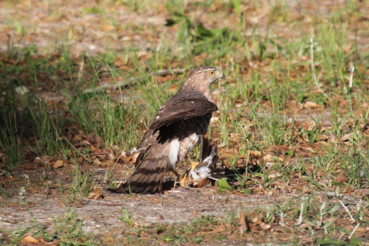 Cooper's Hawk - ML620736086