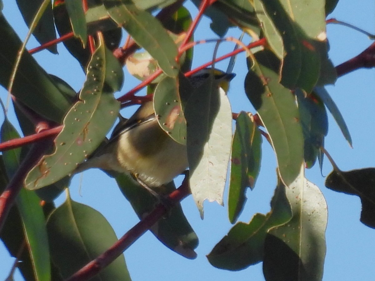 Striated Pardalote (Yellow-tipped) - ML620736090