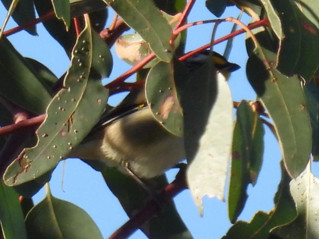 Striated Pardalote (Yellow-tipped) - ML620736091