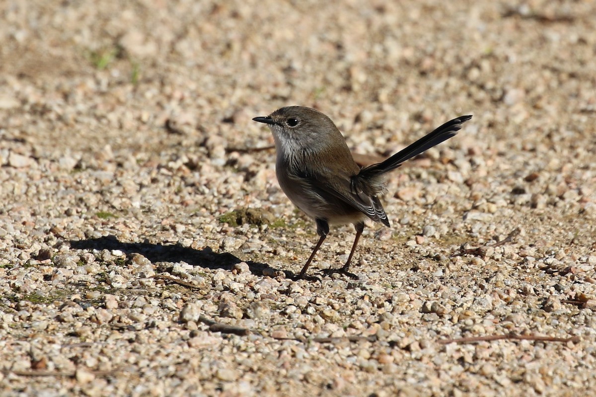 Superb Fairywren - ML620736097