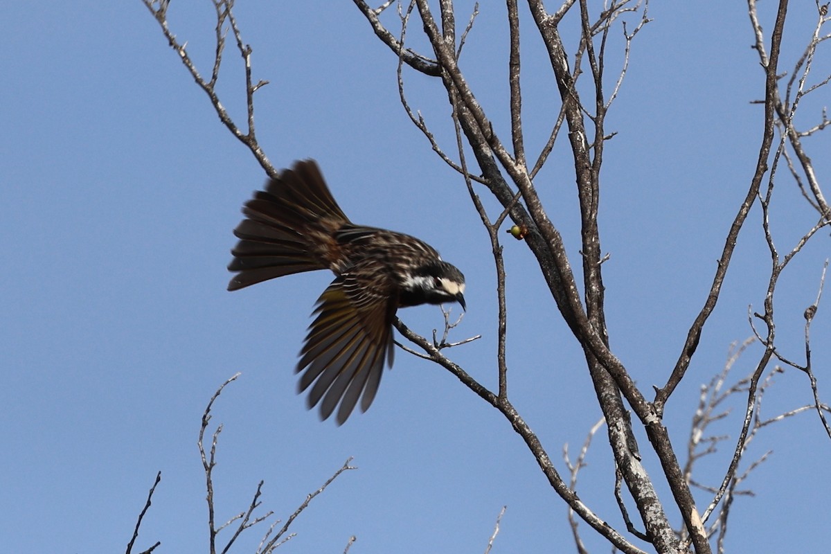 White-fronted Honeyeater - ML620736098