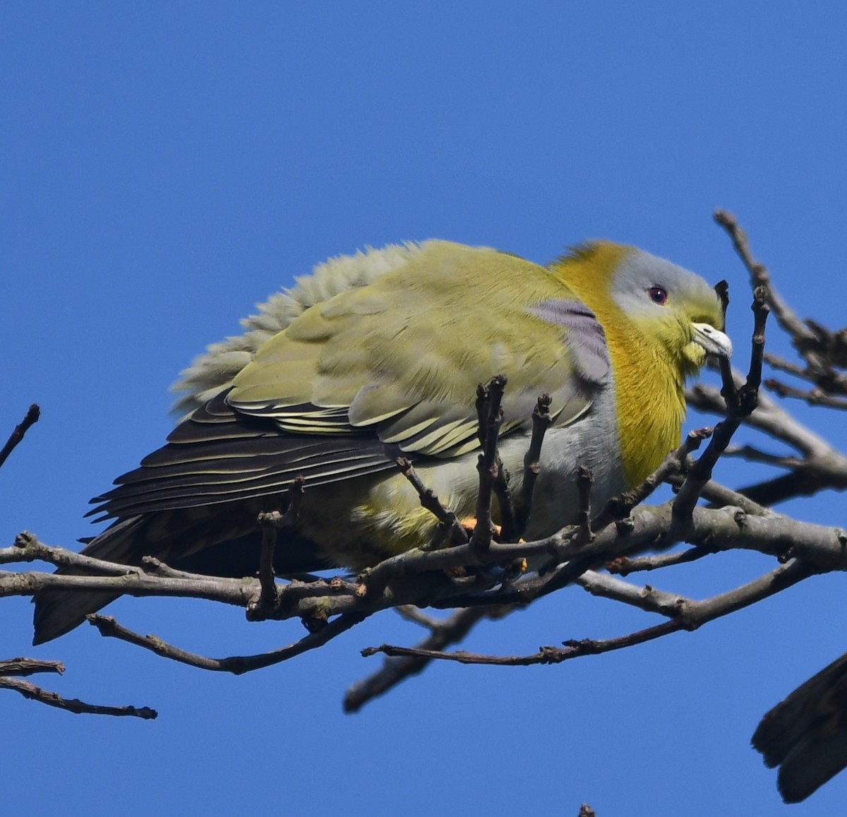 Yellow-footed Green-Pigeon - ML620736106