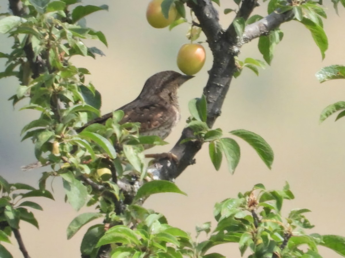 Eurasian Wryneck - ML620736112