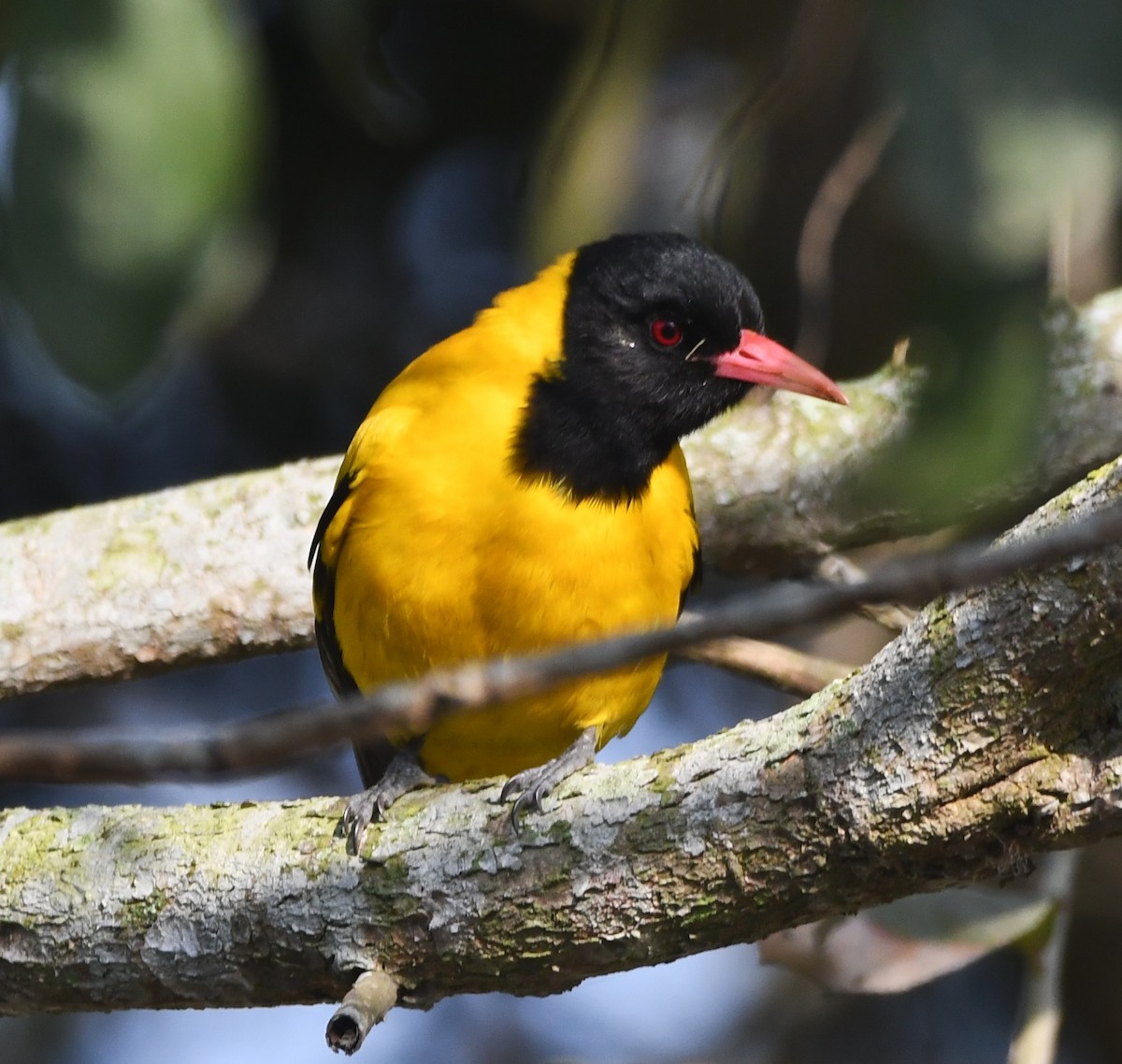 Black-hooded Oriole - ML620736113