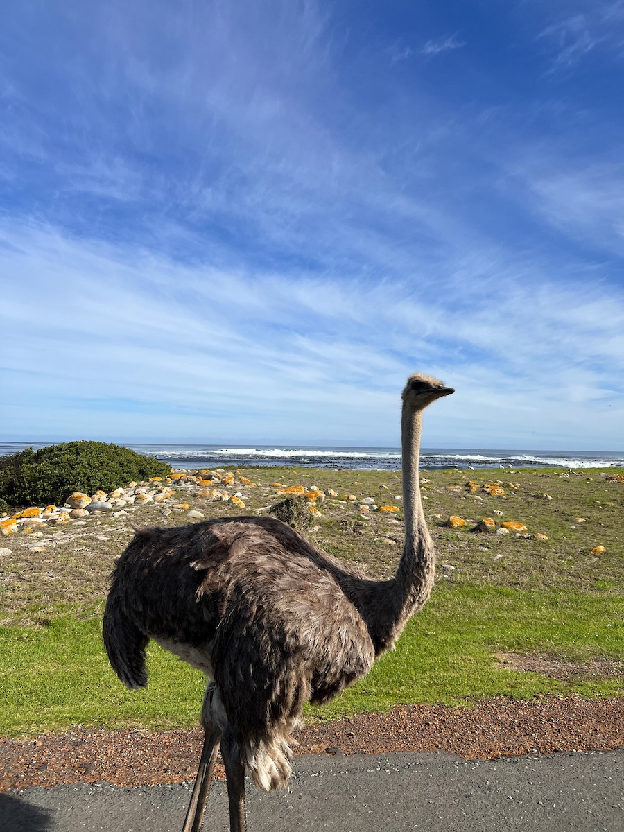 Common Ostrich - Louise Summerhayes