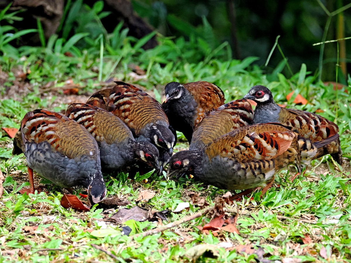 Malayan Partridge - ML620736116