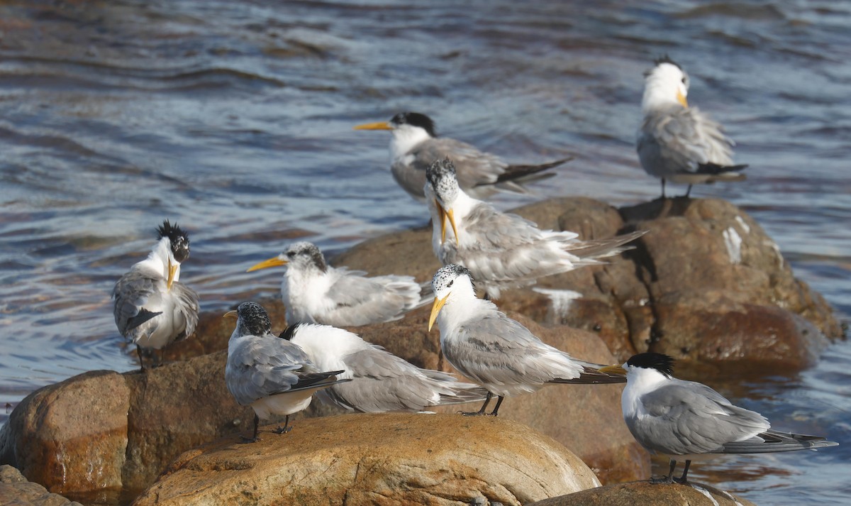 Great Crested Tern - ML620736118