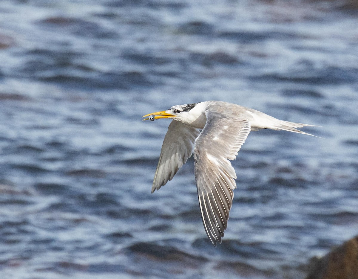 Great Crested Tern - ML620736119