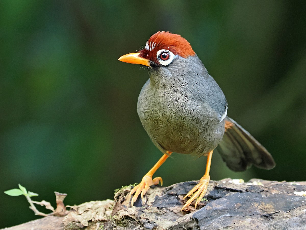 Chestnut-capped Laughingthrush - ML620736122