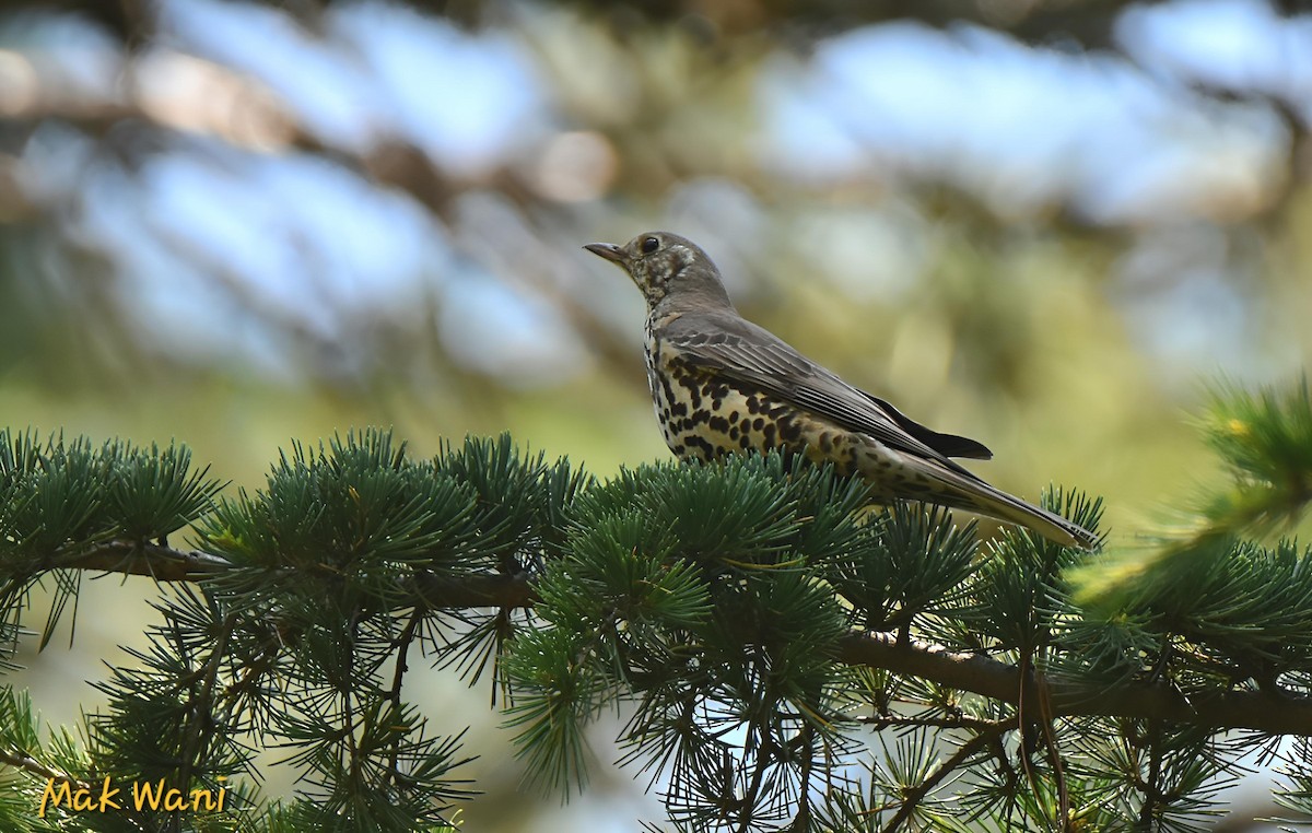 Mistle Thrush - ML620736129