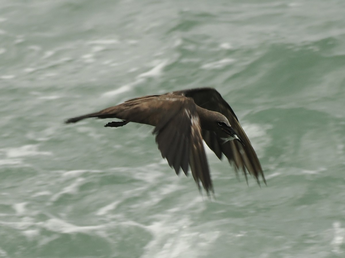 Brown Noddy - ML620736130