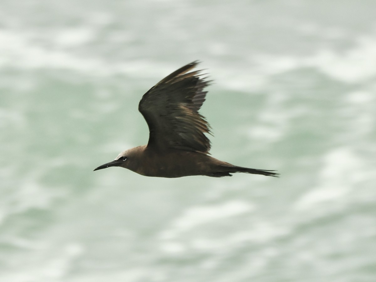 Brown Noddy - ML620736131