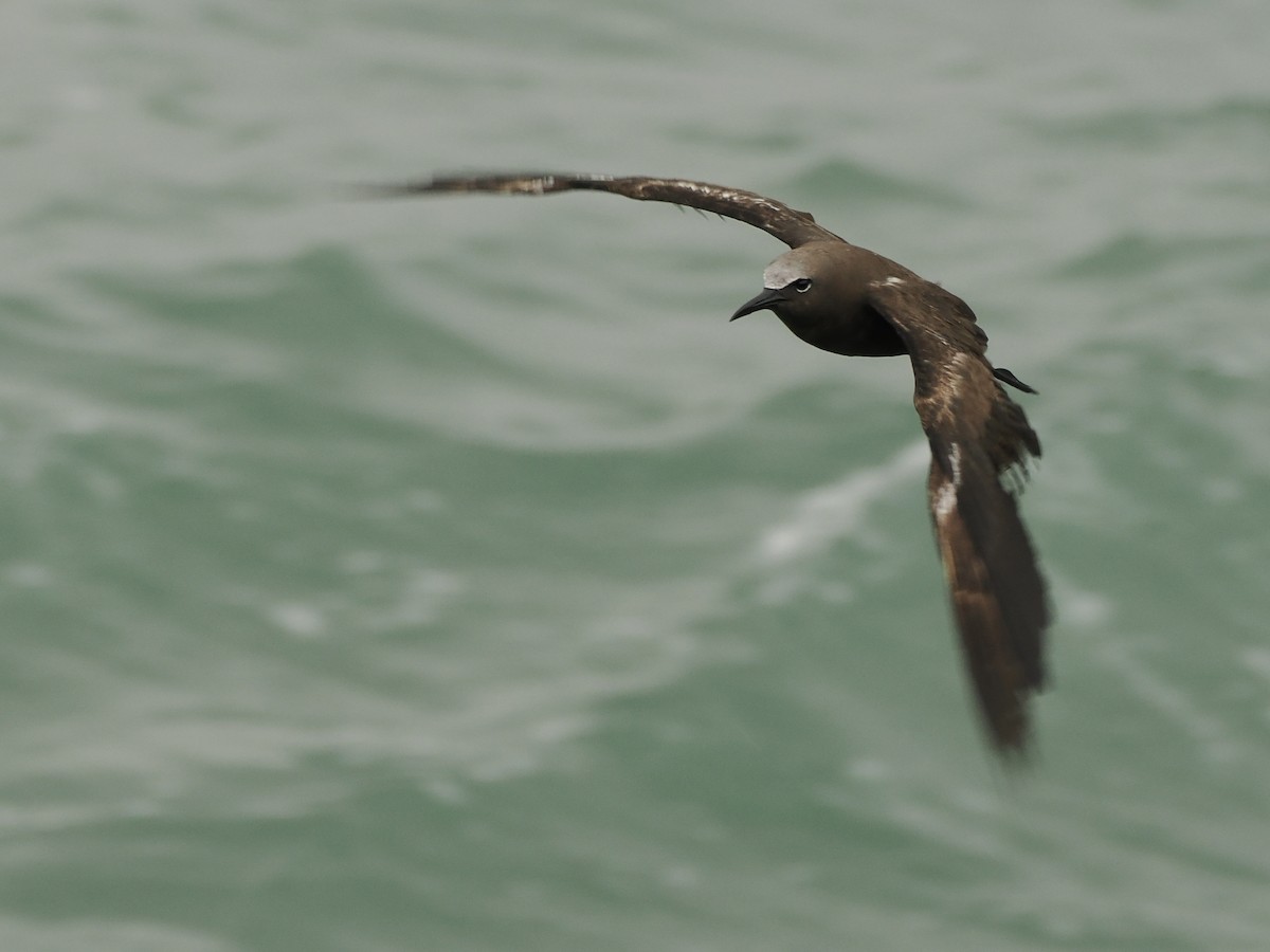 Brown Noddy - ML620736132