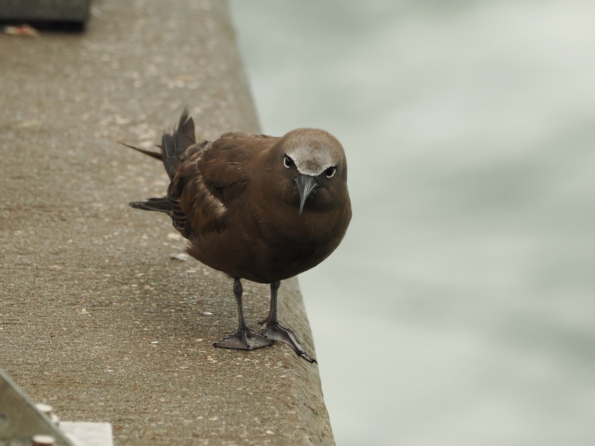 Brown Noddy - ML620736134