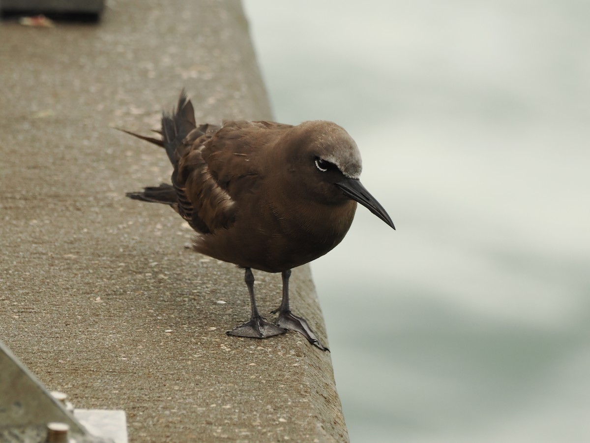 Brown Noddy - Clay Bliznick