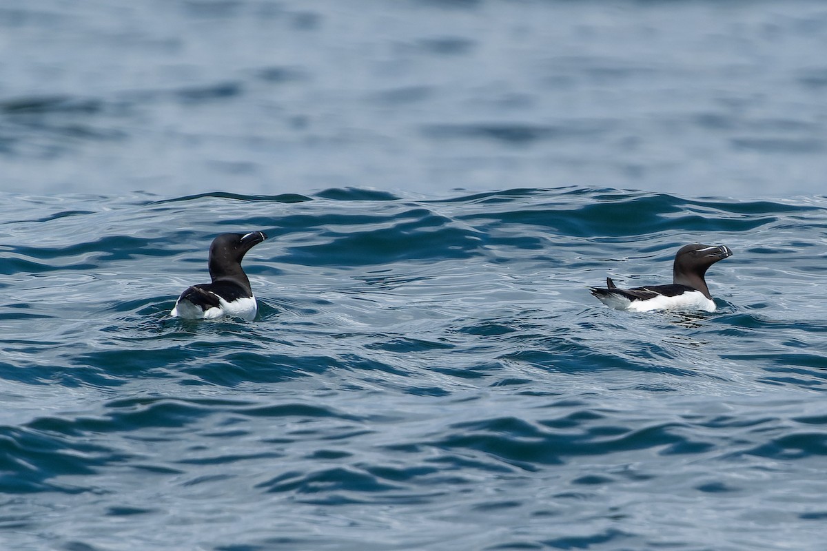 Razorbill - ML620736137