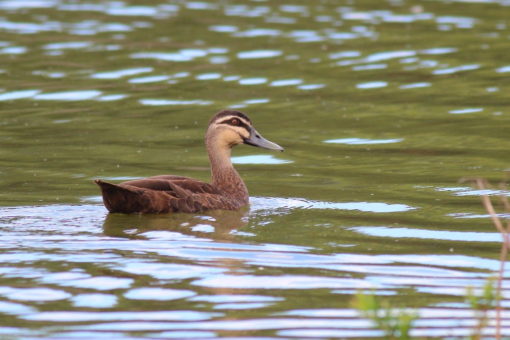 Pacific Black Duck - Paul Lynch