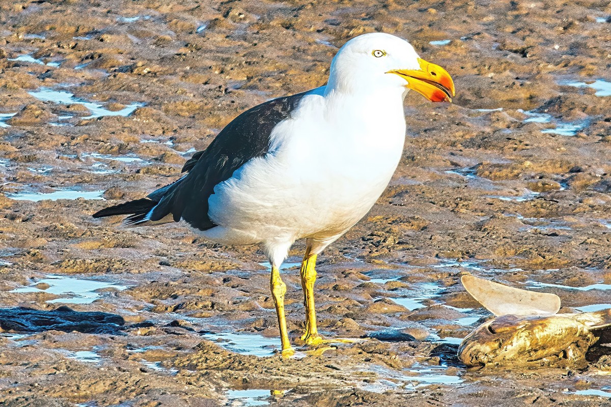 Pacific Gull - ML620736139