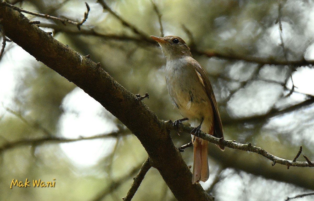 Rusty-tailed Flycatcher - ML620736142