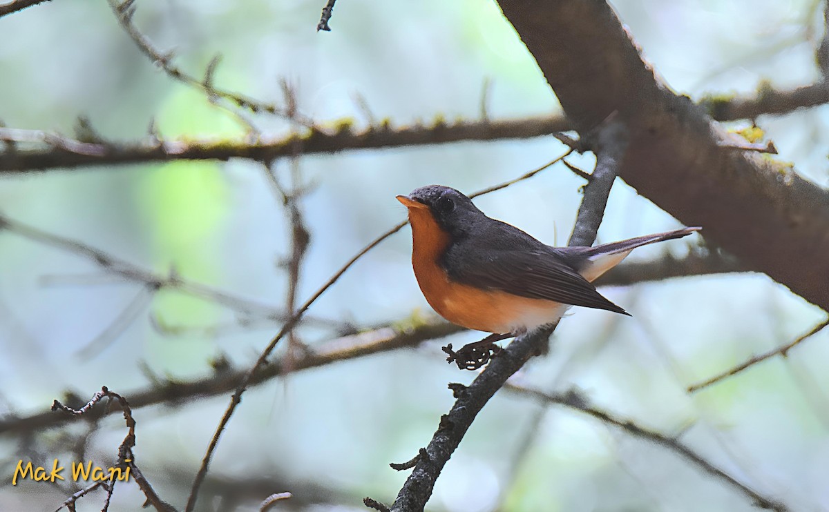 Kashmir Flycatcher - ML620736147