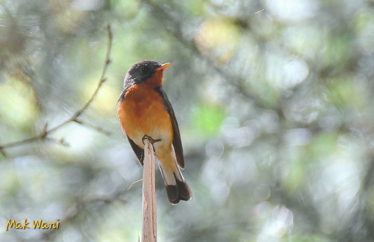 Kashmir Flycatcher - ML620736148