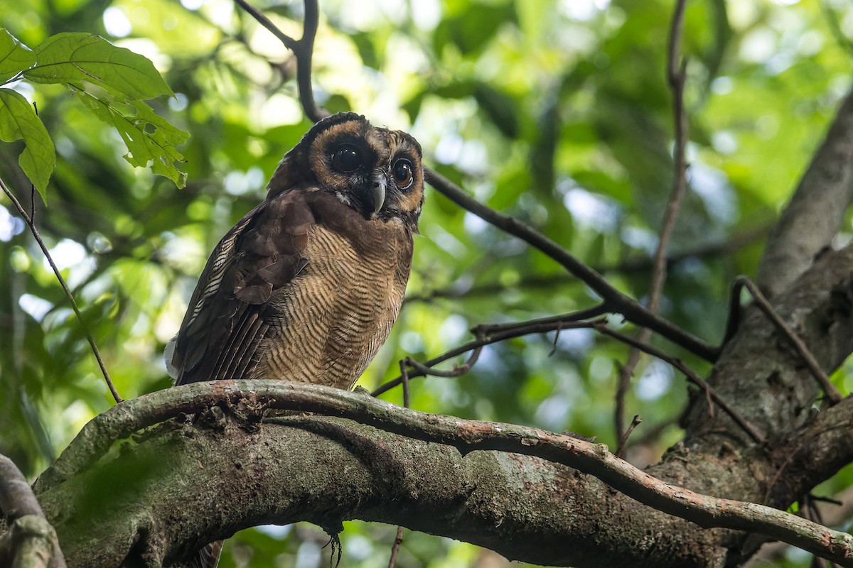 Brown Wood-Owl (Brown) - ML620736149