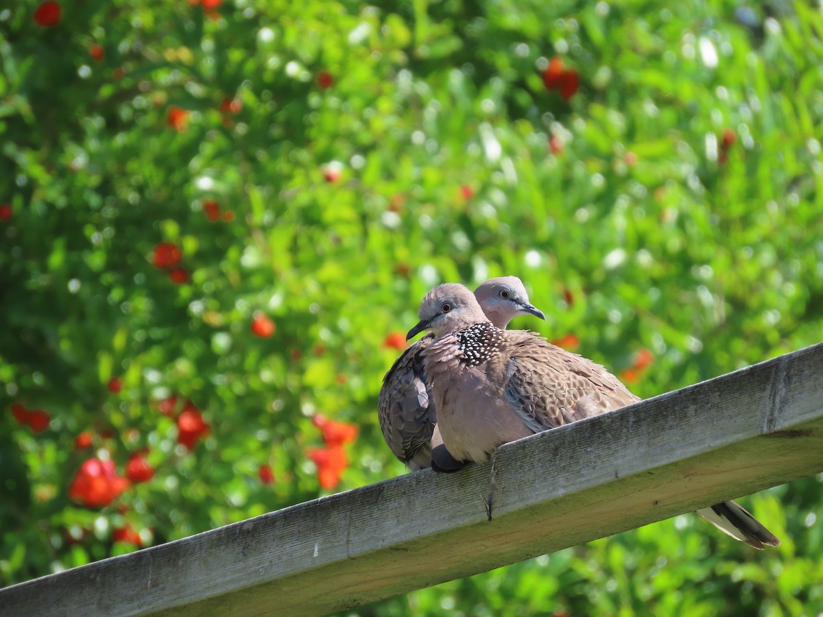 Spotted Dove - ML620736150