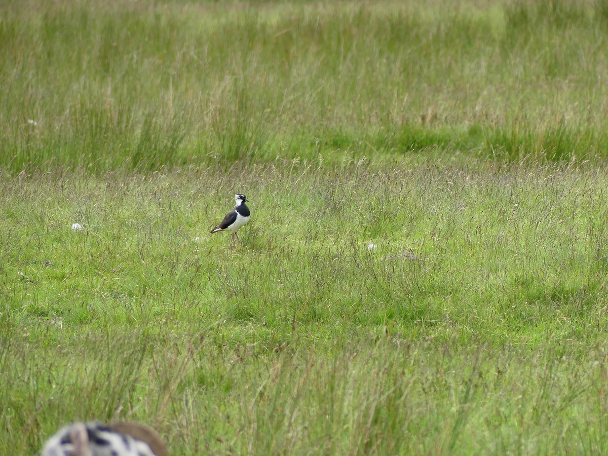 Northern Lapwing - ML620736151