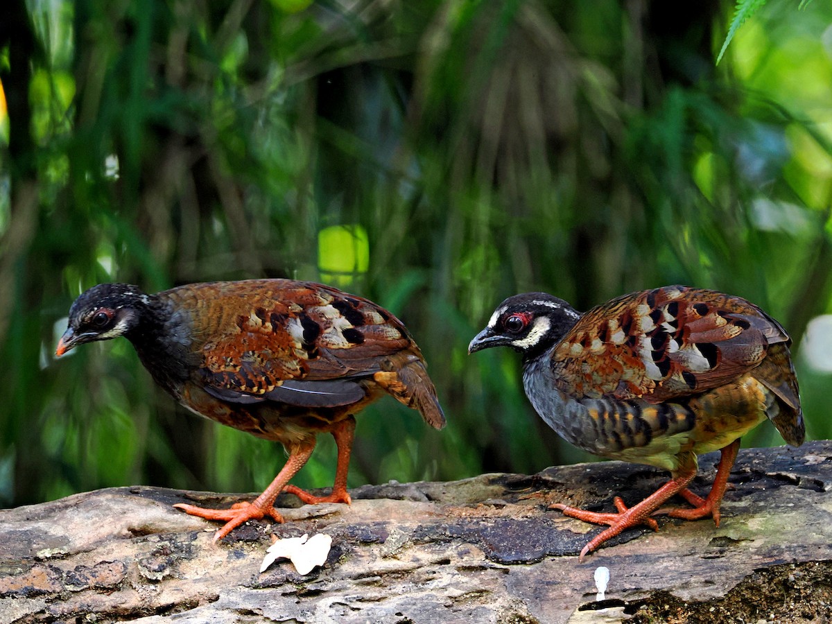 Malayan Partridge - ML620736156