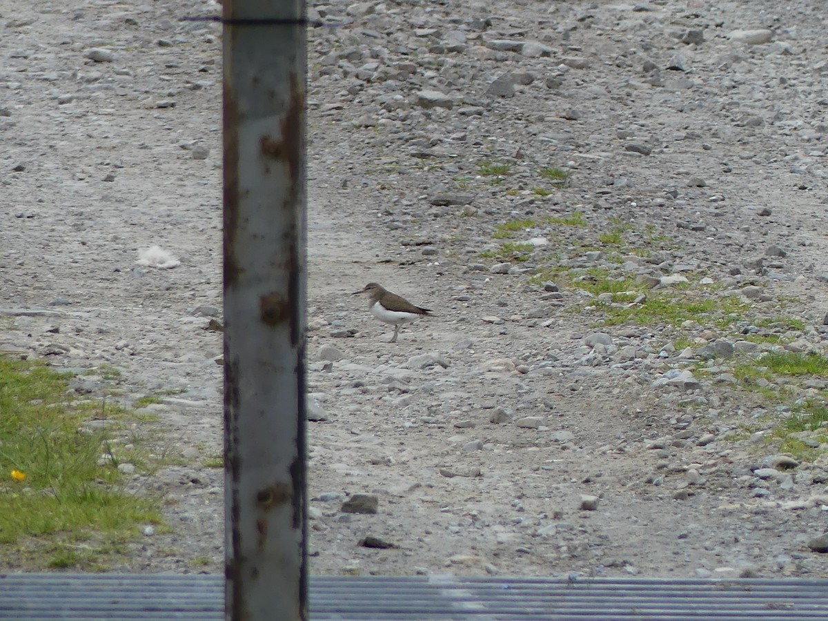 Common Sandpiper - ML620736157