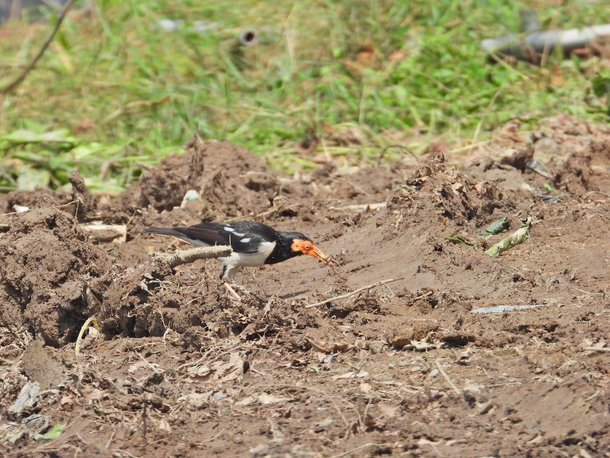 Siamese Pied Starling - ML620736161